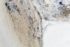  , USA Mold Removal Pros